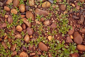 Cuadro para la categoría CLIMA Y SUELO